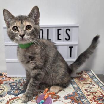 Wagner -  Domestic Short Hair Cat for Adoption in Fort Wayne, Indiana - Wagner | PetCurious