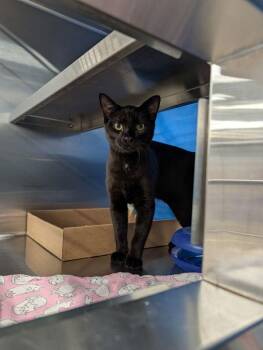 Skelly -  Domestic Short Hair Cat for Adoption in Sherwood, Oregon - Skelly | PetCurious