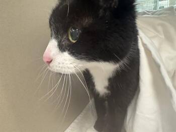 Domestic Short Hair Cats Available for Adoption in Pueblo, Colorado - CLEO | PetCurious