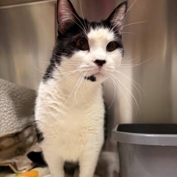 Domestic Short Hair Cats Available for Adoption in South Burlington, Vermont - Orbit | PetCurious