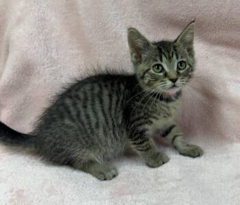 Aria -  Domestic Short Hair Cat for Adoption in Lagrange, Indiana - Aria | PetCurious