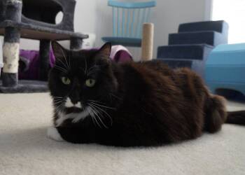 Edgar -  Tuxedo and Domestic Medium Hair Cat for Adoption in Buford, Georgia - Edgar | PetCurious