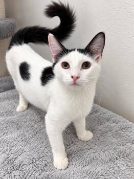 Nero -  Domestic Short Hair Cat for Adoption in Rio Linda, California - Nero | PetCurious