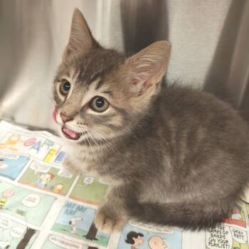 Lightning McQueen -  Domestic Short Hair Cat for Adoption in Hendersonville, North Carolina - Lightning McQueen | PetCurious