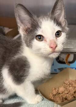 Amado -  Domestic Short Hair Cat for Adoption in West Chester, Pennsylvania - Amado | PetCurious