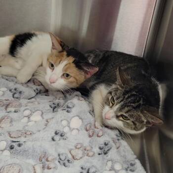 Domestic Short Hair Cats Available for Adoption - Miley | PetCurious