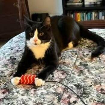 Domestic Short Hair Cats Available for Adoption in Enfield, New Hampshire - Tipsy | PetCurious