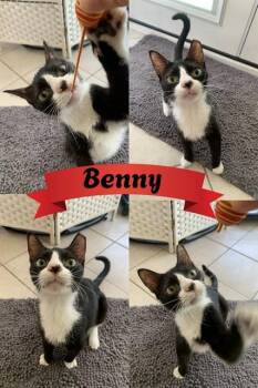 BENNY -  Domestic Short Hair Cat for Adoption in Westminster, Maryland - BENNY | PetCurious