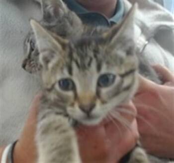 Domestic Short Hair Cats Available for Adoption in Oklahoma City, Oklahoma - A474012 | PetCurious
