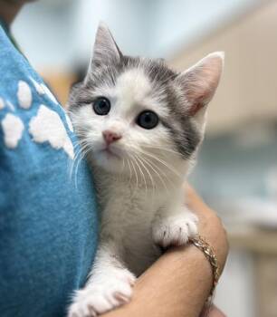 Sophia -  Domestic Medium Hair Cat for Adoption in Sioux City, Iowa - Sophia | PetCurious