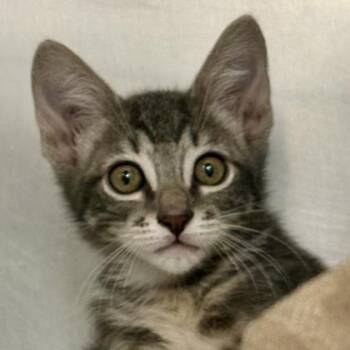 Beetle -  Domestic Short Hair and Siamese Cat for Adoption in Sacramento, California - Beetle | PetCurious