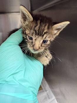 Domestic Short Hair Cats Available for Adoption in Riverside, California - A1913942 | PetCurious