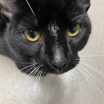 Tuxedo Cats Available for Adoption in North Kingstown, Rhode Island - Munchkin | PetCurious