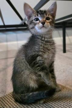 Tate -  Domestic Short Hair Cat for Adoption in Saint Charles, Missouri - Tate | PetCurious