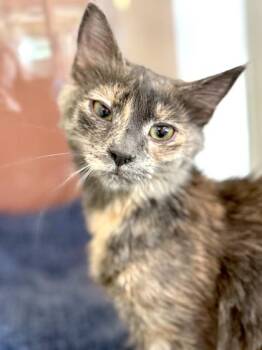 PRINCESS -  Domestic Medium Hair Cat for Adoption in Fernandina Beach, Florida - PRINCESS | PetCurious