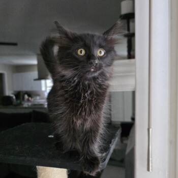 Nebula -  Domestic Long Hair Cat for Adoption in Fort Worth, Texas - Nebula | PetCurious