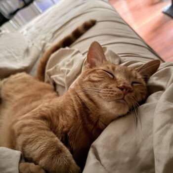Sumo -  Domestic Short Hair Cat for Adoption in Worcester, Massachusetts - Sumo | PetCurious