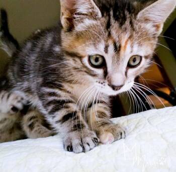 Domestic Short Hair Cats Available for Adoption - Nala | PetCurious