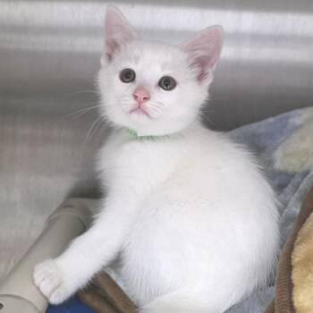 Filet Mignon -  Domestic Short Hair Cat for Adoption in Fort Wayne, Indiana - Filet Mignon | PetCurious