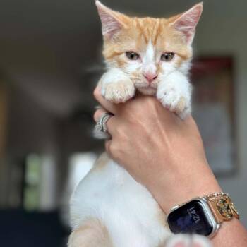 Aladdin *Meet me at Eagan Petsmart* -  Domestic Short Hair Cat for Adoption in Buffalo, Minnesota - Aladdin *Meet Me At Eagan Petsmart* | PetCurious