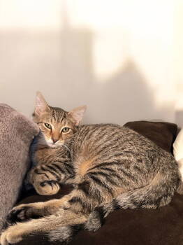 Rescue Domestic Short Hair Cats for Adoption in Champaign, Illinois - Tibbs | PetCurious