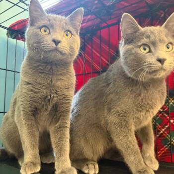 Domestic Short Hair Cats Available for Adoption - Mouse Bonded W/ Mac | PetCurious