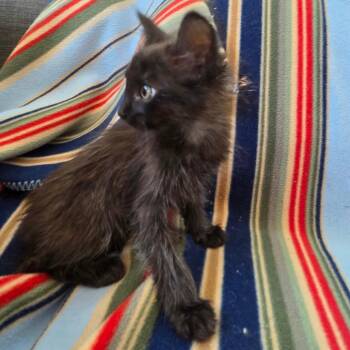 Domestic Medium Hair Cats Available for Adoption - Agave | PetCurious