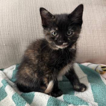 Domestic Short Hair Cats Available for Adoption in Austin, Texas - Figgy 2 | PetCurious