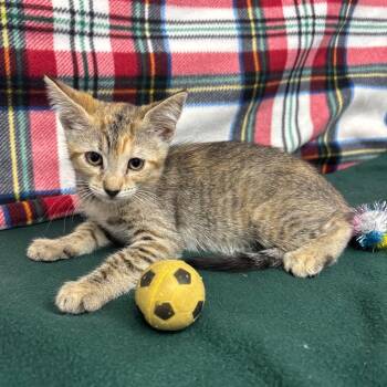 Taryn -  Domestic Short Hair Cat for Adoption in Long Beach, California - Taryn | PetCurious