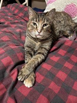 Domestic Short Hair Cats Available for Adoption in Canal Winchester, Ohio - Artemis | PetCurious
