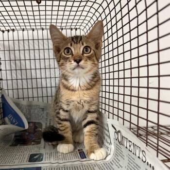 Christian -  Domestic Short Hair Cat for Adoption in Edinburg, Texas - Christian | PetCurious