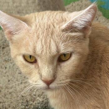 Mama Cookie -  Domestic Short Hair Cat for Adoption in Kenosha, Wisconsin - Mama Cookie | PetCurious