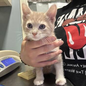 Domestic Short Hair Cats Available for Adoption in Chattanooga, Tennessee - Drake | PetCurious