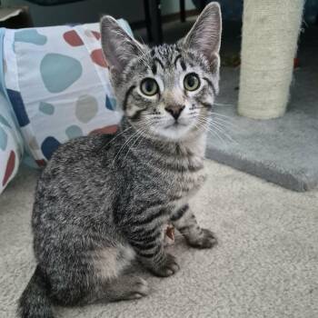 Tabby Cats Available for Adoption - FONSO | PetCurious
