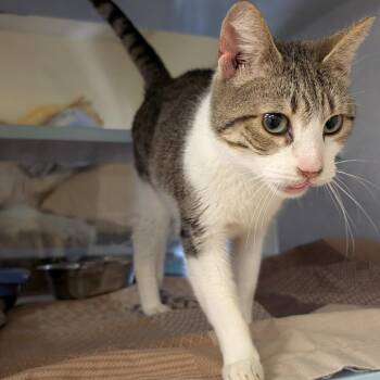 Domestic Short Hair Cats Available for Adoption - Sandy Dune | PetCurious