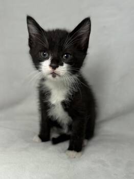 Domestic Short Hair and Tuxedo Cats Available for Adoption in Greensboro, North Carolina - Davie | PetCurious