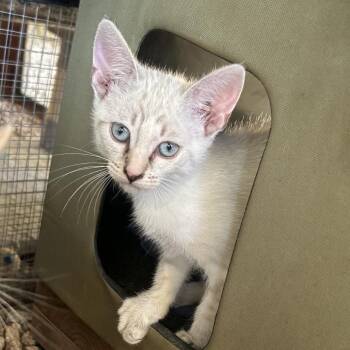 Siamese and Domestic Short Hair Cats Available for Adoption in Boerne, Texas - Dog Named Jake | PetCurious