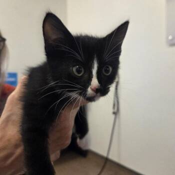 Butternut -  Domestic Short Hair Cat for Adoption in Brentwood, Missouri - Butternut | PetCurious