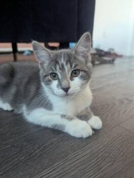 Blue (pas de collier) -  Domestic Short Hair Cat for Adoption in Montreal, Quebec - Blue (pas De Collier) | PetCurious