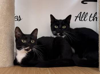 Morticia & Misty -  Domestic Short Hair Cat for Adoption in North Haven, Connecticut - Morticia & Misty | PetCurious