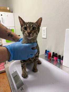 Darcy -  Domestic Short Hair Cat for Adoption in Bolivar, Missouri - Darcy | PetCurious