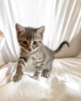 Domestic Short Hair Cats Available for Adoption in Calgary, Alberta - Trillium | PetCurious