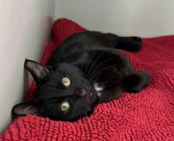 Rescue Domestic Short Hair Cats for Adoption in Genoa, Illinois - Eli | PetCurious