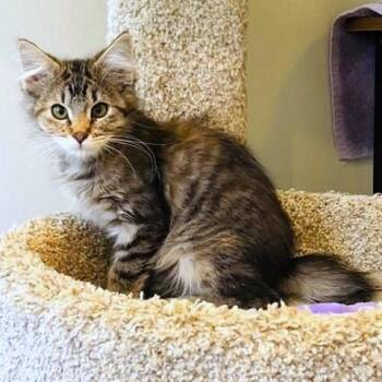 Tawny -  Tabby and Manx Cat for Adoption in Millcreek, Utah - Tawny | PetCurious