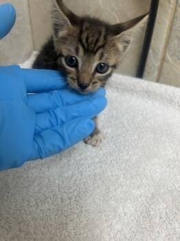 Rescue Domestic Short Hair Cats for Adoption in Honolulu, Hawaii - Honey | PetCurious