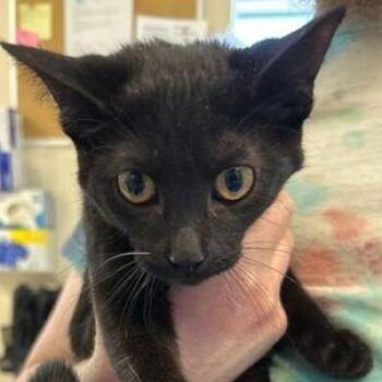 Domestic Short Hair Cats Available for Adoption - Meenie | PetCurious