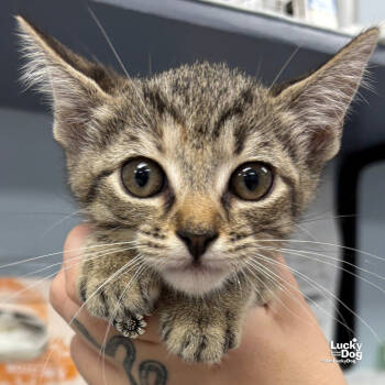 Rescue Domestic Short Hair Cats for Adoption in Washington, District Of Columbia - Gabby | PetCurious