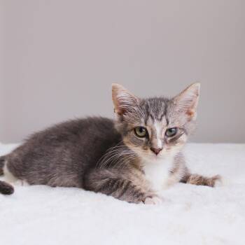 Kenzie -  Domestic Short Hair Cat for Adoption in Wayne, New Jersey - Kenzie | PetCurious