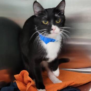 Domestic Medium Hair Cats Available for Adoption - Alice | PetCurious