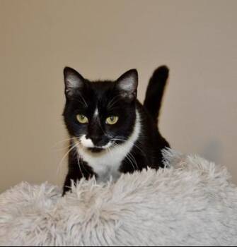 Purrkinson -  Domestic Short Hair Cat for Adoption in Liverpool, Texas - Purrkinson | PetCurious